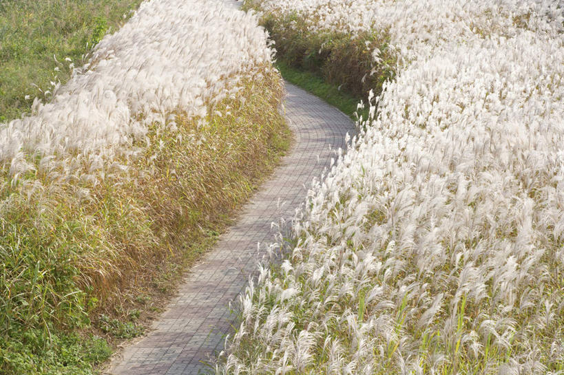 无人,横图,俯视,室外,白天,美景,植物,道路,路,芦苇,阴影,枯萎,光线,影子,景观,小路,枯草,交通,草,黄色,阳光,自然,景色,乡间小路,自然风光,芦芛,芦,苇,彩图,高角度拍摄