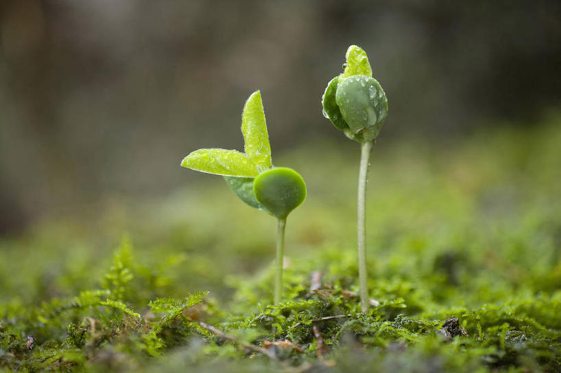 无人,横图,室外,特写,白天,正面,美景,植物,叶子,生气,朦胧,模糊,景观,青苔,绿叶,苔藓,幼苗,绿色,自然,嫩芽,嫩叶,景色,活力,朝气,生长,成长,生机,希望,两株,自然风光,新苗,叶,叶片,彩图