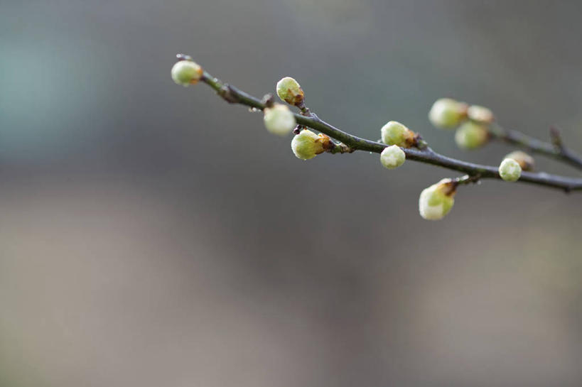 无人,横图,室外,特写,白天,正面,美景,植物,朦胧,模糊,景观,发芽,枝条,树,树木,树枝,绿色,自然,景色,生长,成长,自然风光,抽芽,虬枝,枝杈,彩图