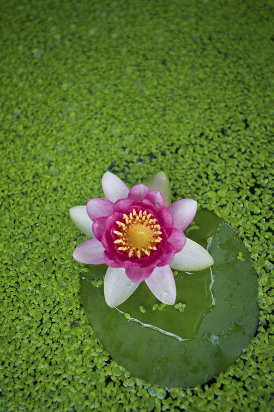 无人,竖图,俯视,室外,特写,白天,纯洁,美景,植物,莲花,叶子,盛开,池塘,景观,水池,绿叶,浮萍,花蕾,花,花瓣,花朵,鲜花,一朵,粉色,绿色,自然,花苞,花蕊,嫩叶,景色,生长,成长,富贵,神圣,自然风光,水生植物,纯净,六月花神,正直,鞭蕖,鞭蓉,芙蕖,菡萏,荷花,六月春,藕花,水旦,水芙蓉,水华,水芸,溪客,叶,叶片,彩图,高角度拍摄,青萍