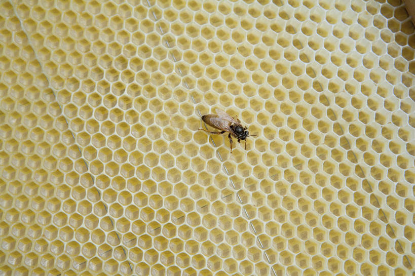 蜂蜜,无人,横图,俯视,室外,特写,白天,蜜蜂,昆虫,蜂巢,蜂窝,停留,一只,动物,停止,花蜜,益虫,止痛,解毒,逗留,停顿,冬酿,石蜜,彩图,高角度拍摄,全身