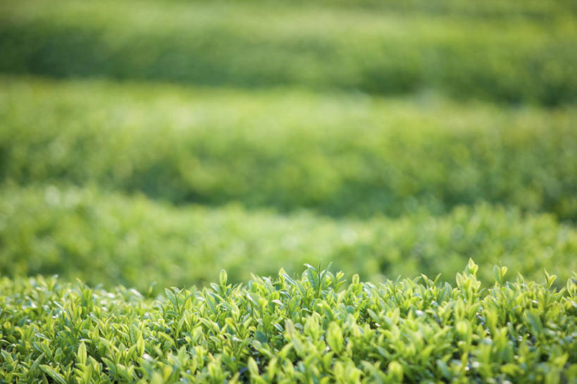 无人,横图,室外,特写,白天,正面,幸福,美景,茶,叶子,阴影,朦胧,模糊,光线,影子,景观,绿茶,茶叶,绿叶,娱乐,茶园,阳光,自然,享受,休闲,温馨,嫩叶,景色,放松,乐趣,提神,舒适,自然风光,醒脑,茶场,叶,叶片,彩图,不发酵茶,苦茗