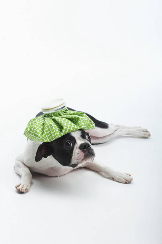 无人,竖图,室内,白天,白色背景,正面,宠物,狗,阴影,反射,影子,梗犬,注视,波士顿犬,冷冻,一个,一只,白色,黑色,动物,观察,看,趴着,可爱,摄影,影棚,单个,观看,察看,卫生,冰袋,关注,介质,波士顿狗,忠诚,方便,波士顿更,波士顿梗,波士顿梗犬,新颖,犬,趴,彩图,全身,影棚拍摄,拍摄