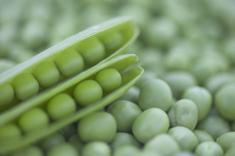 无人,横图,俯视,室外,特写,白天,植物,豆,蔬菜,一堆,许多,阴影,堆叠,堆积,朦胧,模糊,新鲜,反射,影子,豆类,豆子,食品,很多,食物,有机食品,绿色食品,堆,绿豆,豆科,青小豆,菉豆,植豆,彩图,高角度拍摄