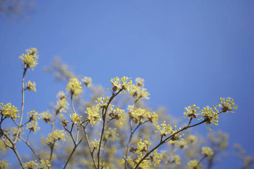 无人,横图,室外,特写,白天,仰视,美景,植物,阴影,朦胧,模糊,盛开,光线,影子,景观,枝条,花蕾,花,花瓣,花朵,鲜花,树,树木,树枝,黄色,蓝色,绿色,蓝天,天空,阳光,自然,天,花苞,花蕊,景色,生长,晴朗,成长,自然风光,万里无云,避邪,思念,虬枝,枝杈,茱萸,辟邪翁,越椒,晴空,晴空万里,彩图,低角度拍摄