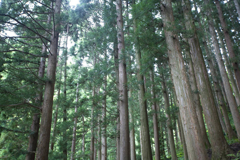 无人,横图,室外,白天,仰视,美景,森林,树林,植物,朝鲜,亚洲,阴影,光线,影子,景观,树,树木,绿色,阳光,自然,景色,生长,成长,自然风光,东亚,朝鲜民主主义人民共和国,彩图,低角度拍摄