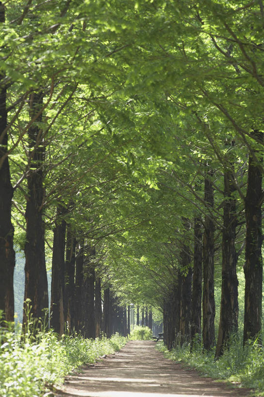 无人,竖图,室外,白天,正面,消失点,草地,草坪,美景,树林,植物,道路,路,松树,阴影,光线,影子,景观,小路,交通,草,树,树木,绿色,阳光,自然,景色,生长,成长,自然风光,杉树,坚定,长寿,贞洁,水杉,彩图,没影点,灭点