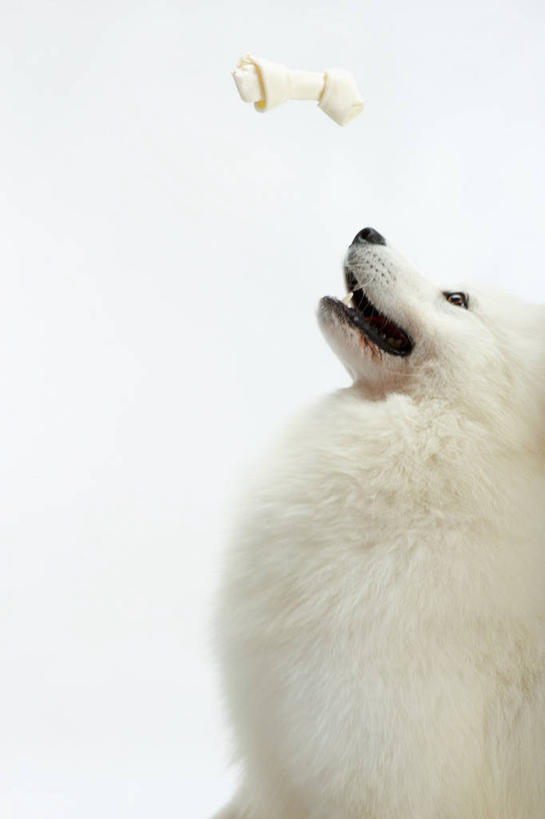 点心,无人,站,竖图,室内,白天,白色背景,侧面,宠物,狗,阴影,反射,影子,食品,注视,食物,一只,动物,零食,看,站着,可爱,摄影,影棚,关注,萨摩耶,忠诚,萨摩,萨摩耶德犬,萨摩耶犬,犬,抬头,仰头,站立,半身,彩图,影棚拍摄,拍摄