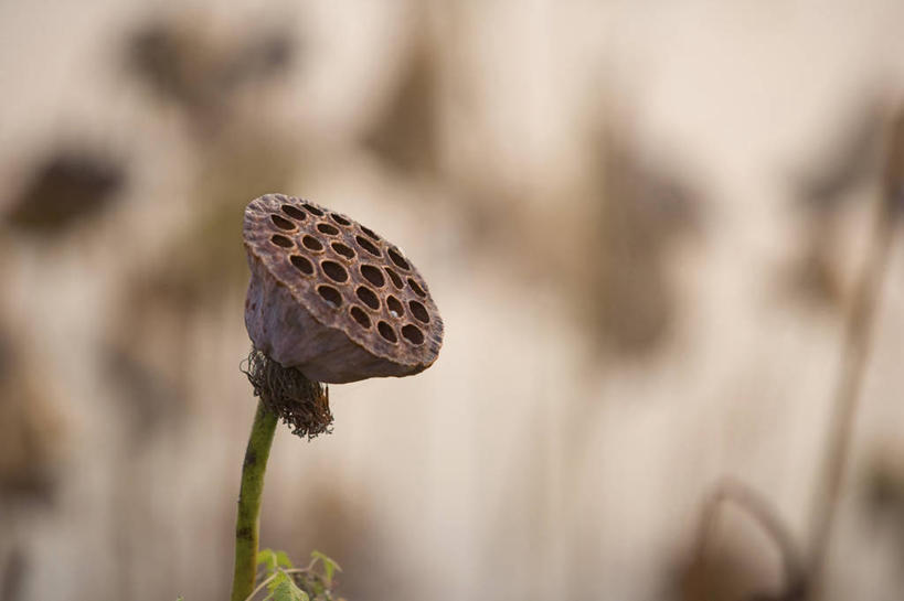 无人,横图,室外,特写,白天,正面,美景,睡莲,阴影,朦胧,模糊,干枯,光线,影子,景观,阳光,自然,景色,干涸,自然风光,纯真,妖艳,水芹花,抒情,洁净,枯竭,水洋花,小莲花,子午莲,彩图