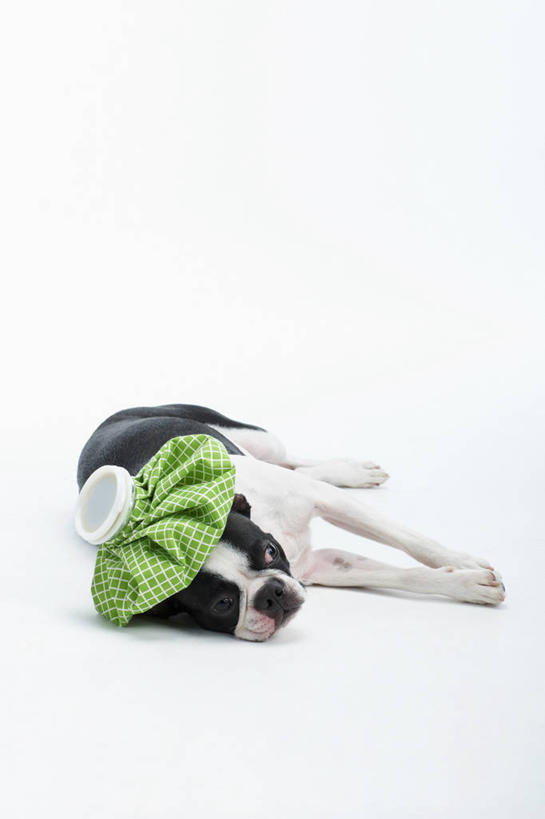 无人,闭眼,竖图,室内,白天,白色背景,正面,宠物,狗,阴影,反射,影子,梗犬,波士顿犬,冷冻,一个,一只,绿色,动物,趴着,疼痛,可爱,摄影,影棚,单个,卫生,冰袋,痛苦,介质,波士顿狗,忠诚,方便,波士顿更,波士顿梗,波士顿梗犬,新颖,犬,闭眼睛,闭着眼,闭着眼睛,趴,彩图,全身,影棚拍摄,拍摄