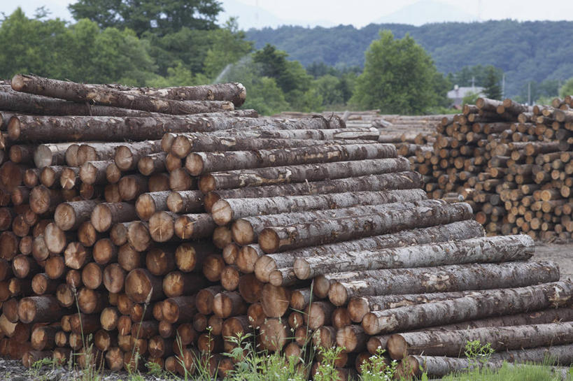 无人,横图,室外,白天,正面,美景,森林,树林,植物,景观,树桩,树,树干,树木,绿色,天空,自然,天,木桩,景色,生长,成长,伐木,自然风光,砍木,彩图,斩柴