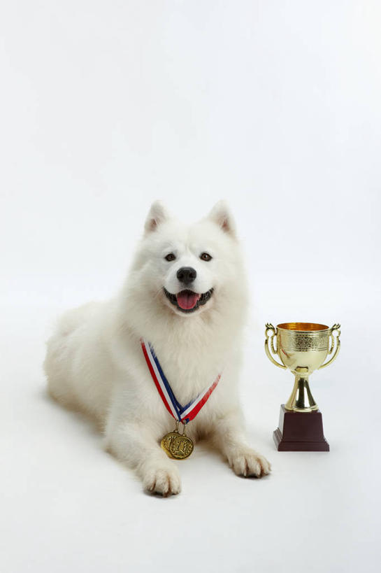 无人,竖图,室内,白天,白色背景,正面,成功,胜利,宠物,狗,阴影,反射,影子,注视,两个,一只,动物,观察,看,趴着,张嘴,光彩,可爱,摄影,影棚,观看,察看,关注,奖牌,金牌,荣誉,奖品,张大嘴巴,萨摩耶,忠诚,荣耀,萨摩,萨摩耶德犬,萨摩耶犬,光荣,张开嘴,犬,趴,彩图,全身,影棚拍摄,拍摄,奖杯