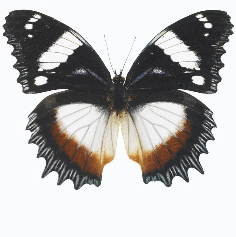 无人,竖图,室内,特写,白天,白色背景,正面,蝴蝶,伸展,张开,展翅,翅膀,昆虫,一只,白色,黑色,动物,摄影,影棚,益虫,张开翅膀,展开翅膀,彩图,全身,影棚拍摄,拍摄