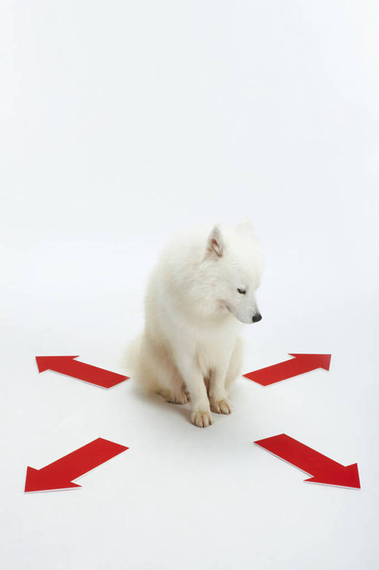 无人,坐,竖图,俯视,室内,白天,白色背景,宠物,狗,阴影,反射,影子,扭头,注视,方向,箭头,一只,红色,白色,动物,观察,看,转头,可爱,摄影,影棚,观看,察看,指向,关注,萨摩耶,忠诚,簇,萨摩,萨摩耶德犬,萨摩耶犬,犬,坐着,彩图,高角度拍摄,全身,影棚拍摄,拍摄