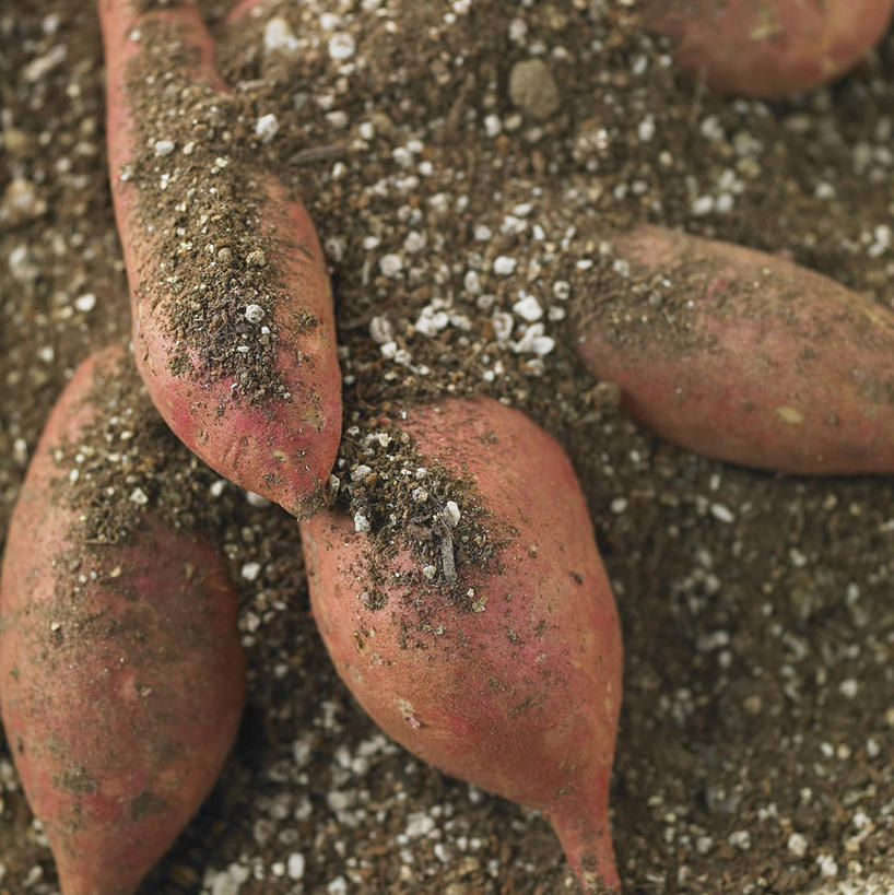 无人,竖图,俯视,室内,特写,白天,红薯,蔬菜,一堆,阴影,堆叠,堆积,新鲜,反射,影子,泥土,土壤,食品,食物,有机食品,绿色食品,堆,山芋,甘薯,番薯,地瓜,彩图,高角度拍摄