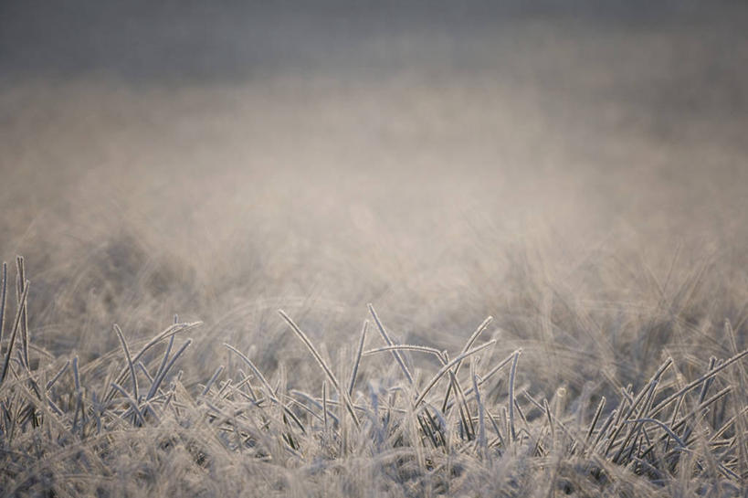 无人,横图,室外,特写,白天,正面,美景,植物,枯萎,朦胧,模糊,景观,枯草,草,自然,景色,自然风光,彩图