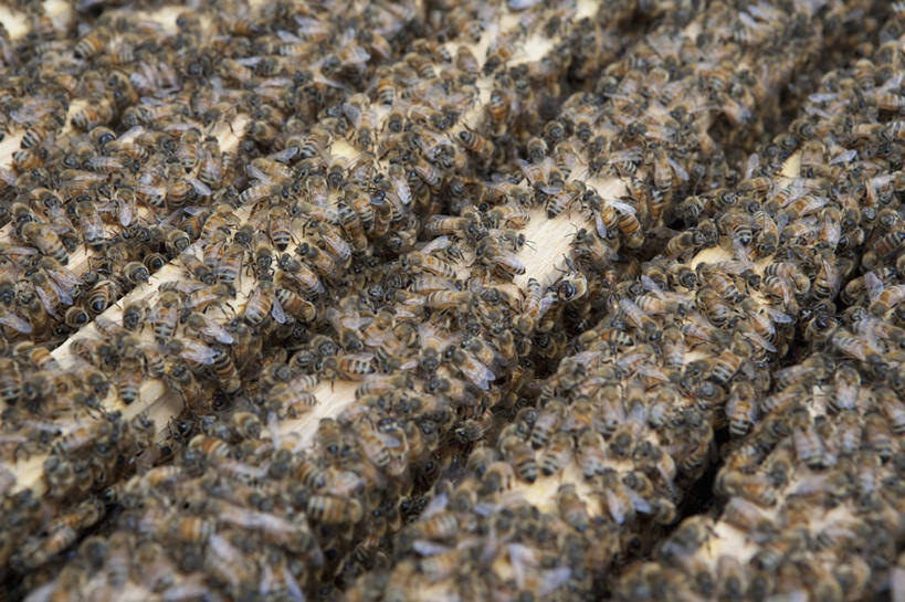 无人,横图,俯视,室外,特写,白天,蜜蜂,许多,木制,昆虫,木箱,很多,停留,动物,木制品,容器,箱子,趴着,储藏,停止,储存,益虫,蜂箱,逗留,停顿,趴,半身,彩图,高角度拍摄,贮存