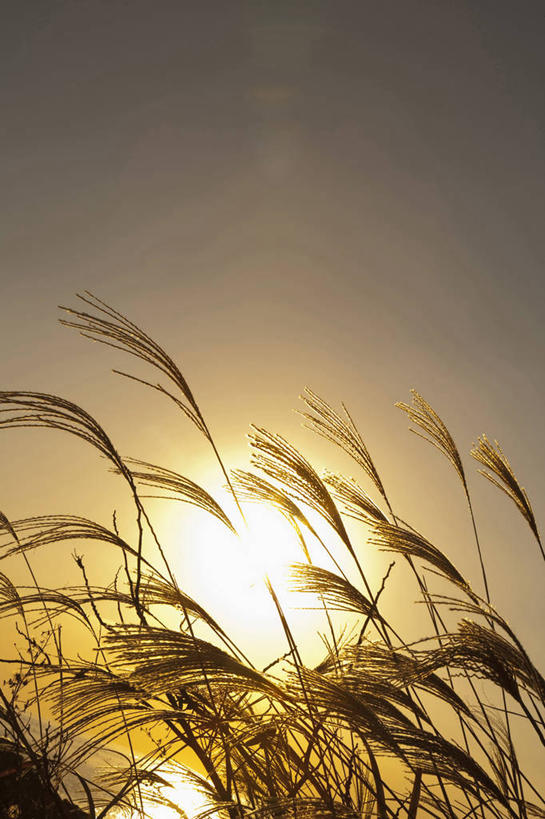 无人,竖图,室外,特写,白天,仰视,美景,日落,太阳,芦苇,景观,晚霞,霞光,落日,背光,天空,自然,黄昏,天,景色,彩霞,自然风光,逆光,芦芛,夕照,芦,苇,薄暮,夕阳,彩图,低角度拍摄,傍晚,斜阳