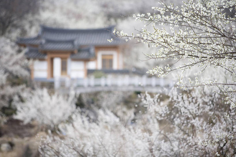 无人,家,横图,室外,白天,正面,美景,树林,植物,别墅,朦胧,模糊,房屋,屋子,景观,公寓,枝条,洋房,楼房,住宅,树,树木,树枝,绿色,自然,春季,春天,景色,生长,成长,生机,生命,自然风光,春日,虬枝,枝杈,彩图,房子