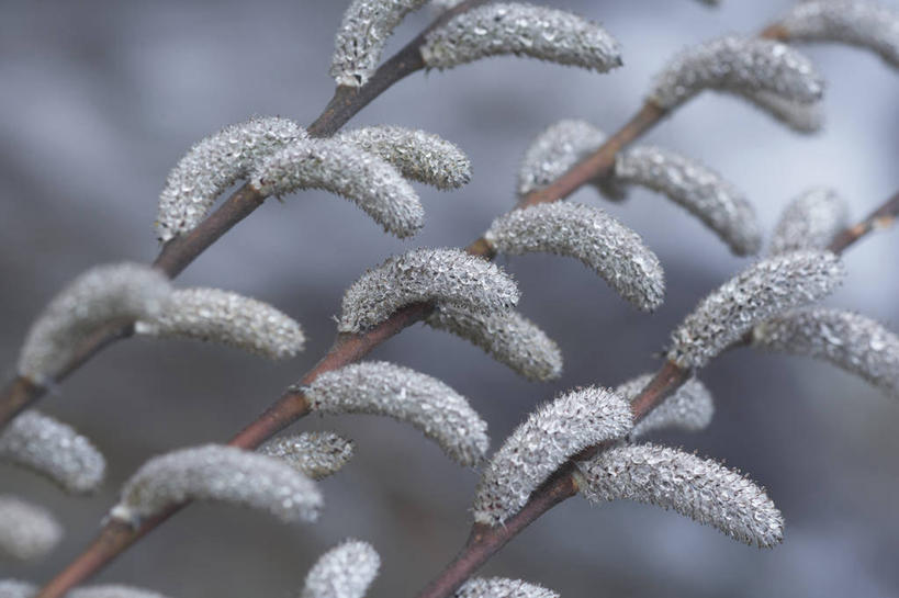 无人,横图,室外,特写,白天,正面,美景,朦胧,模糊,景观,枝条,树枝,自然,春季,春天,景色,生机,生命,自然风光,春日,虬枝,枝杈,彩图,柔荑,葇荑花序