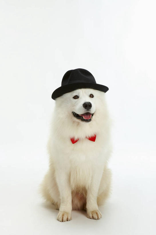 无人,坐,竖图,室内,白天,白色背景,正面,宠物,狗,帽子,阴影,反射,领结,影子,注视,礼帽,一只,黑色,动物,观察,看,可爱,摄影,影棚,观看,察看,象征,庄重,关注,身份,萨摩耶,忠诚,正式,地位,一顶,萨摩,萨摩耶德犬,萨摩耶犬,犬,坐着,彩图,全身,影棚拍摄,拍摄