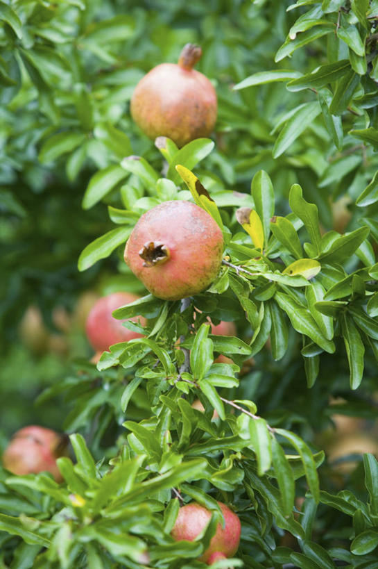 无人,竖图,室外,特写,白天,正面,美景,植物,石榴,水果,叶子,许多,阴影,朦胧,模糊,新鲜,光线,影子,景观,生食,食品,果实,果树,绿叶,很多,树,树木,食物,绿色,阳光,自然,嫩叶,景色,石榴树,有机食品,绿色食品,生长,成长,自然风光,叶,叶片,涂林,若榴,金罂,金庞,丹若,安石榴,彩图
