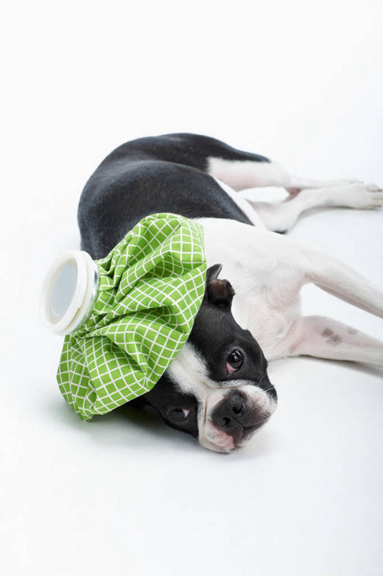 无人,躺,竖图,俯视,室内,特写,白天,白色背景,宠物,狗,野生动物,阴影,反射,方格,格子,影子,梗犬,扭头,注视,波士顿犬,冷冻,一个,一只,绿色,白色,黑色,动物,观察,看,转头,可爱,摄影,活泼,影棚,单个,观看,察看,卫生,冰袋,关注,介质,波士顿狗,忠诚,方便,波士顿更,波士顿梗,波士顿梗犬,新颖,卧着,犬,躺着,卧,半身,彩图,高角度拍摄,影棚拍摄,拍摄