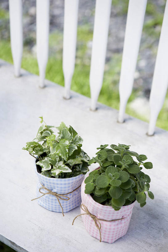 无人,栏杆,竖图,俯视,室外,特写,白天,草地,草坪,植物,叶子,一排,许多,阴影,整齐,光线,盆栽,影子,围栏,绿叶,盆景,很多,两盆,护栏,草,排列,绿色,白色,阳光,自然,嫩叶,生长,成长,队列,叶,叶片,彩图,高角度拍摄