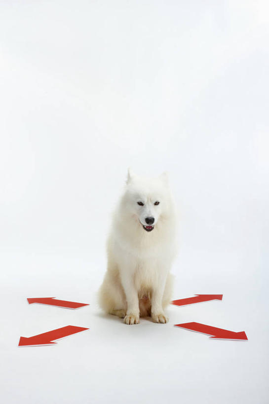 无人,坐,竖图,室内,白天,白色背景,正面,宠物,狗,野生动物,阴影,反射,影子,注视,方向,箭头,一只,红色,白色,动物,观察,看,四个,可爱,摄影,活泼,影棚,观看,察看,指向,关注,萨摩耶,忠诚,簇,萨摩,萨摩耶德犬,萨摩耶犬,犬,坐着,彩图,全身,影棚拍摄,拍摄