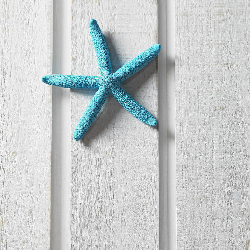 无人,竖图,俯视,室内,特写,白天,白色背景,海星,阴影,反射,影子,海洋生物,一只,动物,生物,摄影,影棚,蓝海星,蓝指海星,棘皮动物门,星鱼,彩图,高角度拍摄,全身,影棚拍摄,拍摄