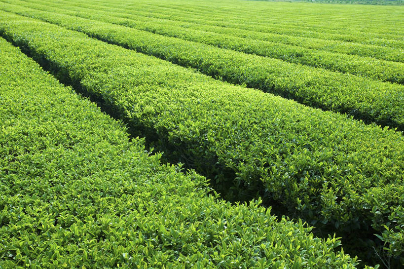 无人,横图,俯视,室外,白天,幸福,美景,茶,一排,许多,阴影,整齐,并列,并排,光线,影子,景观,绿茶,茶叶,很多,娱乐,茶园,排列,阳光,自然,享受,休闲,温馨,景色,放松,乐趣,提神,舒适,队列,自然风光,醒脑,茶场,平行,彩图,高角度拍摄,不发酵茶,苦茗