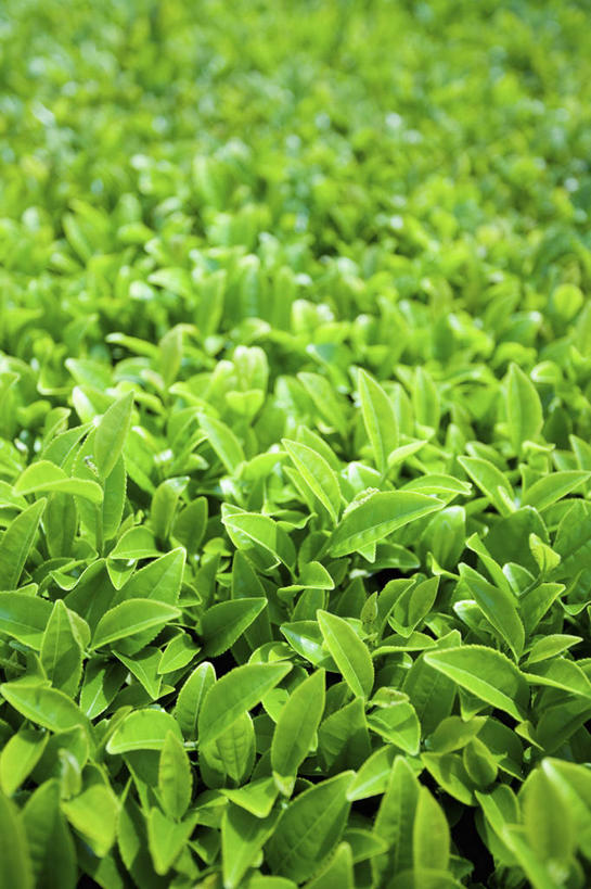 无人,竖图,俯视,室外,特写,白天,幸福,美景,茶,阴影,朦胧,模糊,光线,影子,景观,绿茶,茶叶,娱乐,茶园,阳光,自然,享受,休闲,温馨,景色,放松,乐趣,提神,舒适,自然风光,醒脑,茶场,彩图,高角度拍摄,不发酵茶,苦茗
