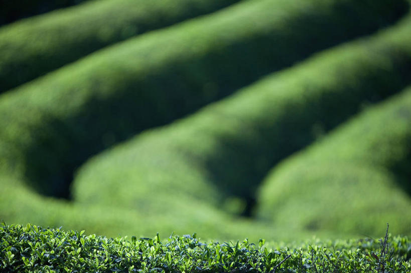 无人,横图,俯视,室外,特写,白天,草地,草坪,美景,植物,一排,阴影,曲折,弯曲,整齐,并列,并排,光线,影子,景观,茶园,草,排列,绿色,阳光,自然,景色,蜿蜒,队列,自然风光,茶场,平行,彩图,高角度拍摄