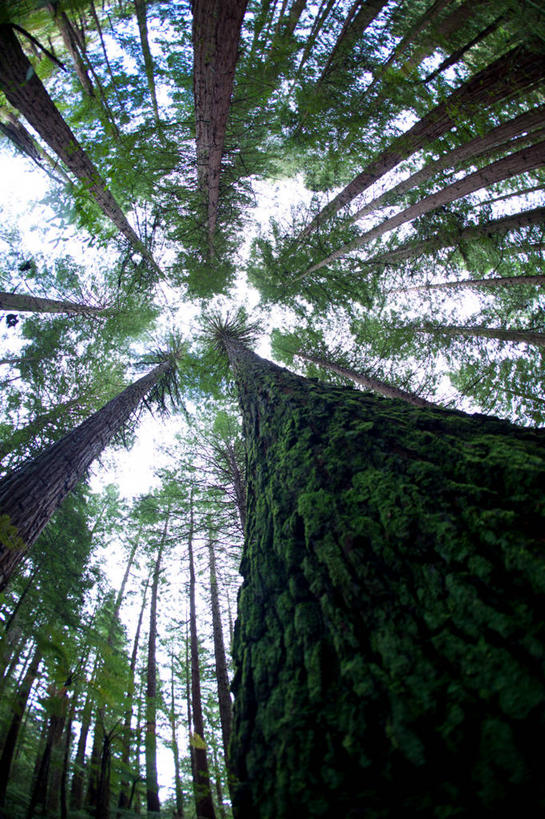无人,竖图,室外,白天,仰视,旅游,度假,美景,树林,植物,新西兰,阴影,光线,影子,景观,娱乐,树,树木,绿色,天空,阳光,自然,天,享受,休闲,景色,放松,生长,成长,自然风光,大洋洲,纽西兰,长白云之乡,新西兰北岛,罗托鲁阿,罗托鲁瓦,彩图,低角度拍摄