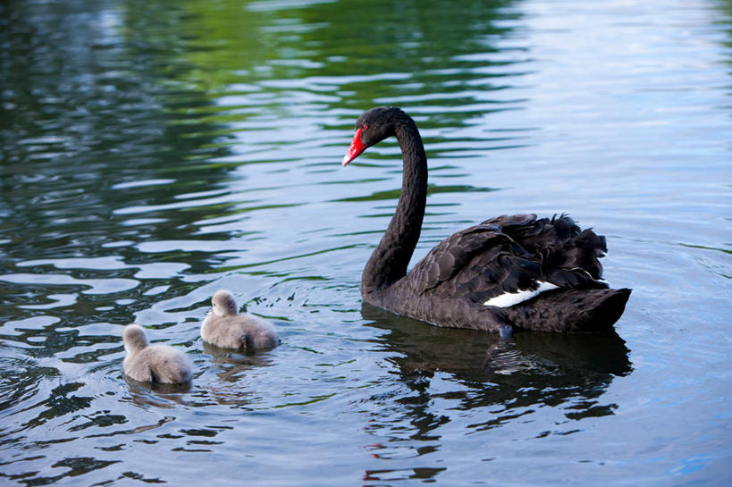 游泳,无人,横图,俯视,室外,白天,旅游,度假,湖,湖泊,美景,水,鸟,野生动物,天鹅,三只,阴影,波纹,飞溅,溅,光线,鸟类,液体,影子,湖面,景观,水滴,水流,水面,注视,娱乐,水珠,水纹,阳光,自然,动物,船尾波,波浪,湖水,观察,看,享受,休闲,景色,放松,可爱,观看,察看,关注,喷洒,自然风光,泅水,黑天鹅,拍浮,鹄,彩图,高角度拍摄,全身