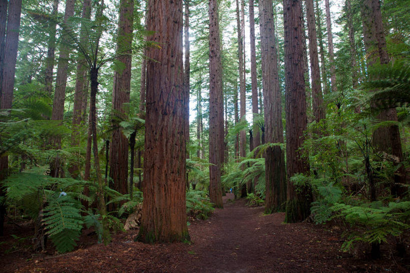 无人,横图,室外,白天,仰视,旅游,度假,草地,草坪,美景,树林,植物,新西兰,阴影,光线,影子,景观,娱乐,草,树,树木,绿色,阳光,自然,享受,休闲,景色,放松,生长,成长,自然风光,大洋洲,纽西兰,长白云之乡,新西兰北岛,罗托鲁阿,罗托鲁瓦,彩图,低角度拍摄