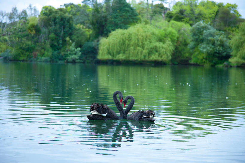 游泳,无人,横图,室外,白天,正面,旅游,度假,河流,美景,水,植物,鸟,野生动物,天鹅,阴影,波纹,光线,鸟类,影子,河水,景观,水流,涟漪,娱乐,树,树木,绿色,倒影,水纹,阳光,自然,动物,波浪,两只,享受,休闲,景色,放松,可爱,生长,成长,倒映,自然风光,水晕,泅水,黑天鹅,反照,拍浮,鹄,彩图,全身