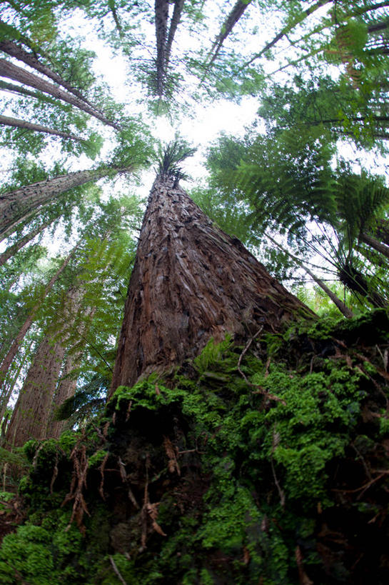 无人,竖图,室外,白天,仰视,旅游,度假,美景,森林,树林,植物,松树,新西兰,阴影,光线,影子,景观,娱乐,树,树木,绿色,天空,阳光,自然,天,享受,休闲,景色,放松,生长,成长,自然风光,坚定,大洋洲,长寿,纽西兰,贞洁,长白云之乡,新西兰北岛,罗托鲁阿,罗托鲁瓦,彩图,低角度拍摄