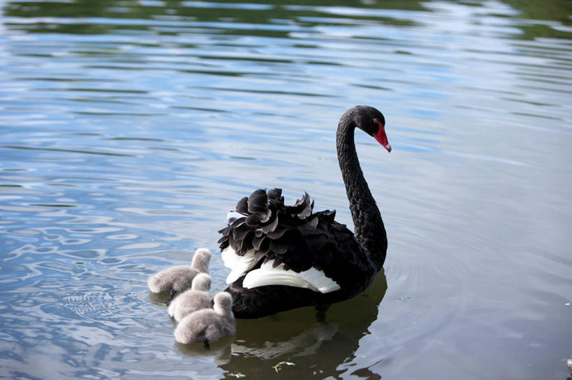 游泳,无人,横图,俯视,室外,白天,旅游,度假,湖,湖泊,美景,水,鸟,野生动物,天鹅,法国,欧洲,四只,阴影,波纹,光线,鸟类,影子,湖面,景观,水流,水面,注视,娱乐,水纹,阳光,自然,动物,波浪,湖水,观察,看,享受,休闲,景色,放松,可爱,观看,察看,西欧,关注,法兰西,自然风光,法兰西共和国,法兰西第五共和国,泅水,黑天鹅,拍浮,南部.比利牛斯,南部.比利牛斯大区,塔恩省,鹄,彩图,高角度拍摄,全身