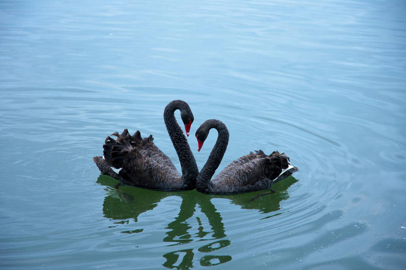 游泳,无人,横图,俯视,室外,白天,旅游,度假,湖,湖泊,美景,水,鸟,野生动物,天鹅,法国,欧洲,阴影,波纹,光线,鸟类,影子,湖面,景观,水流,水面,娱乐,相视,水纹,阳光,自然,动物,波浪,湖水,两只,享受,休闲,面对面,景色,放松,可爱,对视,互视,西欧,法兰西,自然风光,相对,法兰西共和国,相看,法兰西第五共和国,泅水,黑天鹅,拍浮,南部.比利牛斯,南部.比利牛斯大区,塔恩省,鹄,彩图,高角度拍摄,全身