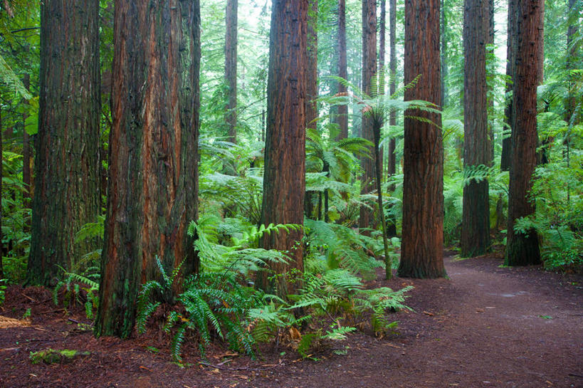 无人,横图,室外,白天,正面,旅游,度假,草地,草坪,美景,树林,植物,新西兰,阴影,光线,影子,景观,娱乐,草,树,树木,绿色,阳光,自然,享受,休闲,景色,放松,生长,成长,自然风光,大洋洲,纽西兰,长白云之乡,新西兰北岛,罗托鲁阿,罗托鲁瓦,彩图