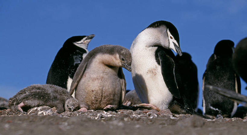 婴儿,无人,家庭,父母,母亲,父亲,站,躺,横图,室外,白天,南极,海鸟,企鹅,野生动物,羽毛,鸟类,捕食,小鸟,白色,黑色,灰色,自然,动物,可爱,颜色,摄影,活泼,水禽,帽带企鹅,南极洲,南设得兰群岛,胡须企鹅,颊带企鹅,岩石,彩图,脊椎动物亚门