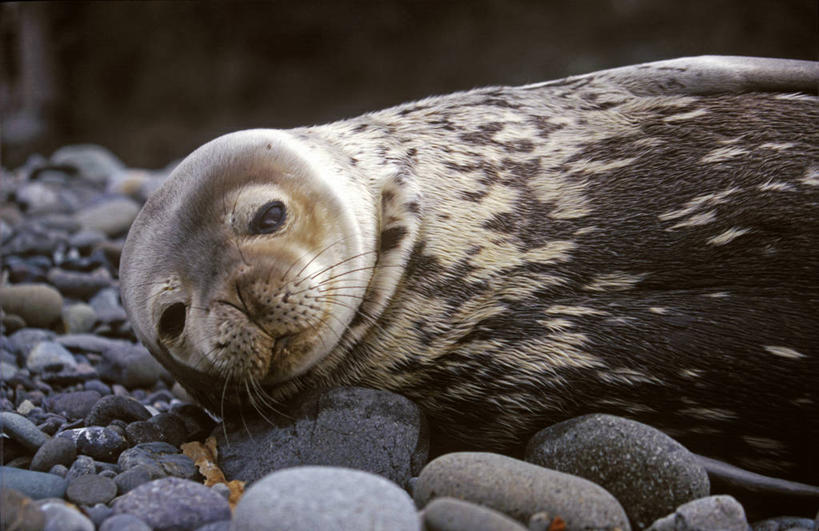 无人,躺,横图,室外,白天,正面,纯洁,南极,哺乳动物,狗,海豹,野生动物,药,褐色,小狗,自然,动物,看,休息,寒冷,可爱,童年,童趣,摄影,活泼,脚蹼,南极洲,童真,烂漫,无邪,柔和,南设得兰群岛,半月岛,天真,休闲活动,彩图