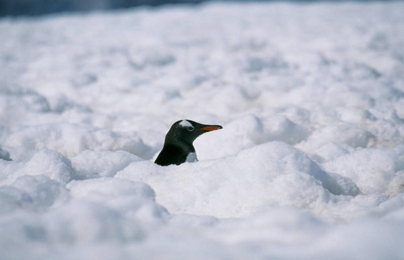 无人,横图,室外,南极,冰山,水,雪,日光,冰,种子,寒冷,摄影,气候,南极洲,彩图