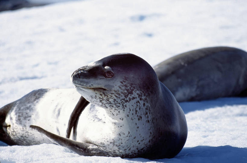 横图,室外,旅游,度假,探险,雪,乘客,行人,游客,游人,冰,冬天,路人,旅客,白色,看,寒冷,探索,摄影,观看,明亮,南极洲,南极半岛,过客,彩图,格雷厄姆岛