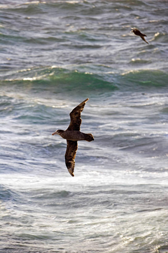 无人,竖图,室外,探险,南极,冰山,暴风雨,破坏,绿色,波浪,摄影,南极洲,冒险,彩图,半岛