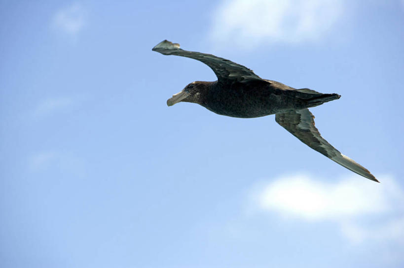 无人,竖图,室外,探险,南极,冰山,暴风雨,破坏,绿色,波浪,摄影,南极洲,冒险,彩图,半岛