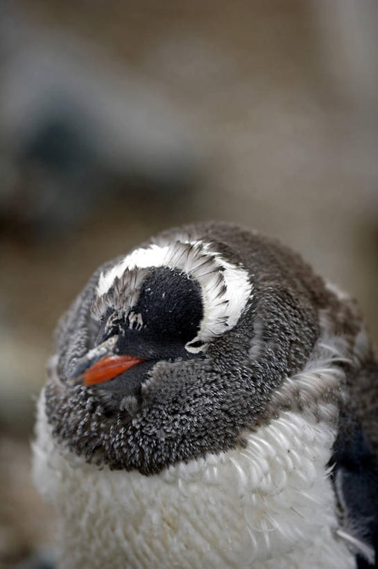 游泳,无人,横图,室外,海洋,水,哺乳动物,海豹,野生动物,捕食,自然,动物,摄影,气象,气候,南极洲,南极半岛,豹纹海豹,彩图,西南极洲,半岛