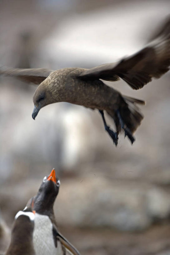 游泳,无人,横图,室外,海洋,水,哺乳动物,海豹,野生动物,捕食,自然,动物,摄影,气象,气候,南极洲,南极半岛,豹纹海豹,彩图,西南极洲,半岛