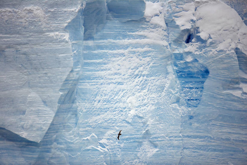 无人,横图,室外,冰山,海鸟,鸟,野生动物,鸟类,捕食,冰,飞,蓝色,自然,摄影,气象,环境,气候,南极洲,南极半岛,濒危物种,大海燕,海燕,彩图,西南极洲,半岛,南冰洋,淡水